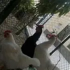 ديكين لوهمان