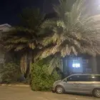 نخل للبيع