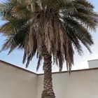 نخلة سكري