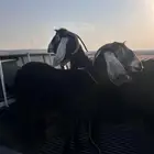 معزه عارضيات