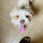 كلب مالطي للبيع عمره 6 أشهر