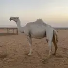 اعشرا معزوله بنته عنها للبيع