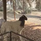 طلي نعيمي