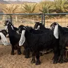 معزا عوارض صنف حو و عطر (تممم البيع)