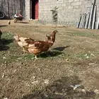 صوص لوهمان البني الفاخر