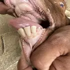 عنز وتيس ( هولندي)