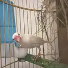 أنثى جاوا الليفه منتجه