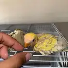 ثلاث فروخ روز تم البيع