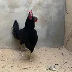 ديكه عربيه