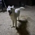 الحقووو يا عشاق هاسكي بيور