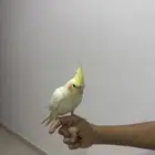 كروان اليف جدا لعوب صحة ممتازه ولايعض يجلس ع اليد