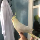 كروان اليف