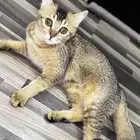 سكوتش ستريت للتبني
