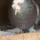 جوز تركي. منتج. لون. وصحه. 100