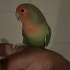 روز هدد داخلي شبه خارجي(تم البيع)