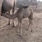 خلفة للبيع