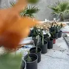 شجر جهنمية اكثر من لون