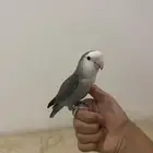 ببغاء روز هدد نشبة اليف مع الكيار و الصغار