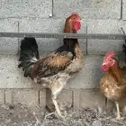 ديوك تركيه وديوك لوهمان