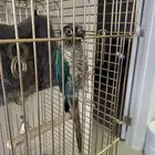 ببغاء كنيور