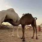 حاشي للبيع حليب وبرسيم