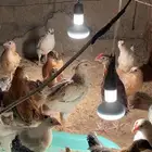 تم البيع