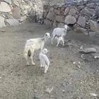 غنم ولد