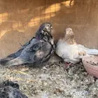 للبيع جوز كشكش