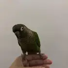 انثى كنيور قرن شيك انثى اليفه مره جاهزه للءنتاج هدد داخلي