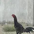 ديك باكستاني صغير ف العمر