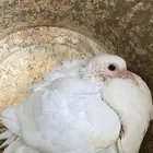 متوفر زغاليل حمام فرنسي