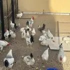 دجاج فرنسي كولومبي بيور