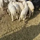 بهم ضحايا