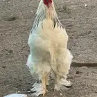 زوجين براهما كولمبي فاخر أصول وبدون تهجين