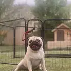 ذكر بق للبيع Pug