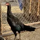 اناثي سندي