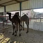 قعدان طيبه وصحتها فل