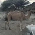 ناقه