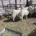 طليان حريات