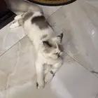 قطة طالبه تزاوج عاجل ينبع
