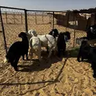 تيوس وطليان