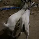 اثنين تيوس