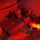 صيصان دجاج بلدي بعمر شهرين الى شهر