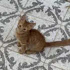 قطط كتن شيرازي للتبني