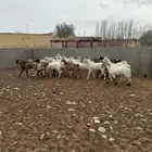 تيوس ملحمة