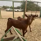 تيوس جنوبيه درجه أولى حي الحمدانيه