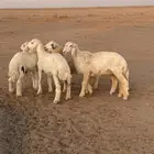 بهم حري