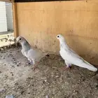 حمام بكستاني