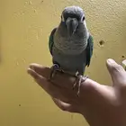 كنيور تركواز قرين شيك تم البيع