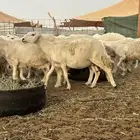 غنم حريه دفيع 25